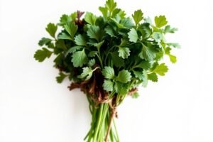 Understanding the Best Way to Store Fresh Herbs